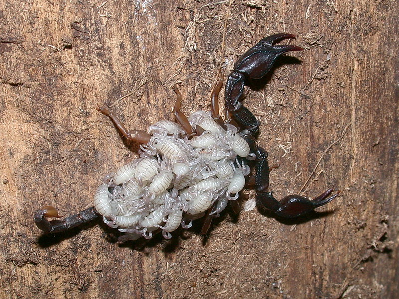 Mamma scorpione: Euscorpius flavicaudis